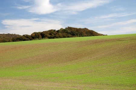 Agricultural landscape of corn fieldの写真素材