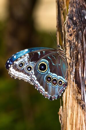 The butterfly sitting on a branch 