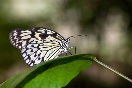 The butterfly sitting on a branch の写真素材
