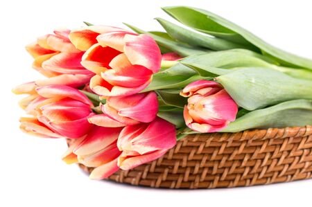 Tulips on white background with basketの写真素材