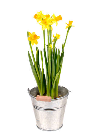 Yellow Narcissuses in a bucket on a white  background の写真素材