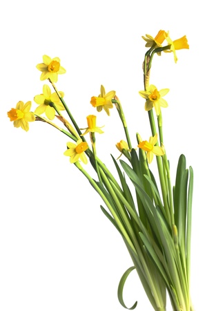 Yellow daffodils isolated on a white backgroundの写真素材