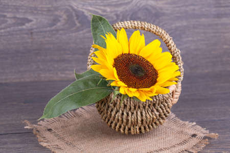 Flower of sunflower in a basket on a wooden background.の写真素材
