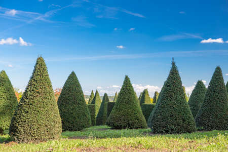 trees in the form of pyramids on a sunny dayの写真素材