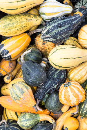 pumpkins in the autumn as a backgroundの写真素材