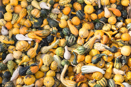 pumpkins in the autumn as a backgroundの写真素材