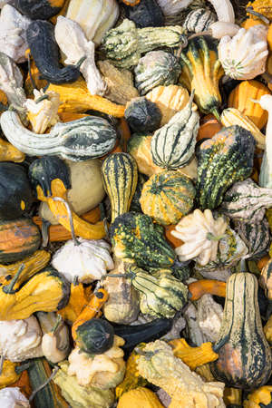 pumpkins in the autumn as a backgroundの写真素材