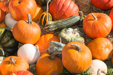 pumpkins in the autumn as a backgroundの写真素材