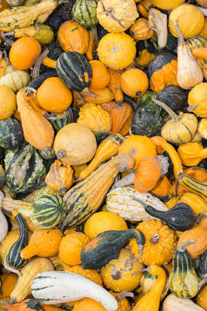 pumpkins in the autumn as a background