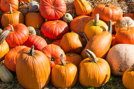 pumpkins in the autumn