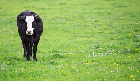 cow grazing in an alpine green meadow.の写真素材