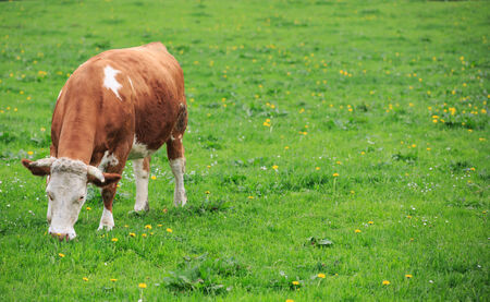 cow grazing in an alpine green meadow.の写真素材