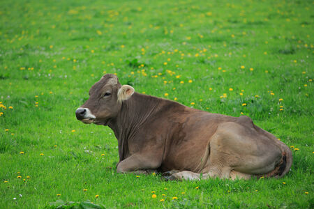cow grazing in an alpine green meadow.の写真素材