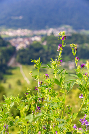 Panorama View of the Alps Mountainsの写真素材