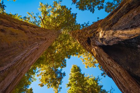 Sequoia National Park in California, USA