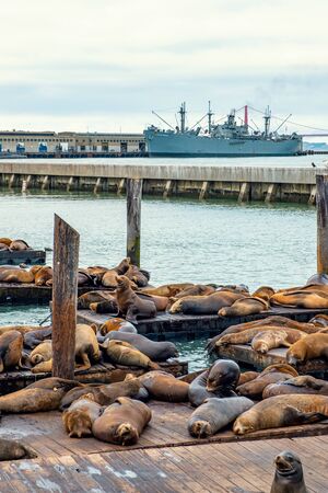 Sea Lions at the Pier 39 of San Franciscoの写真素材