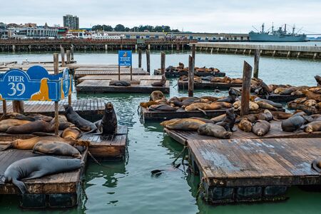 Sea Lions at the Pier 39 of San Franciscoの写真素材