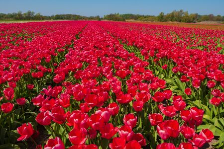 Tulip field in holland on a sunny dayの写真素材