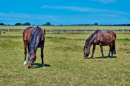 Horses graze in a meadow in a corral on a sunny dayの写真素材