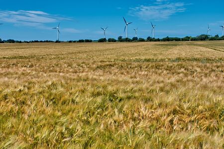 Field of ripening wheat with windmill in the background.の写真素材