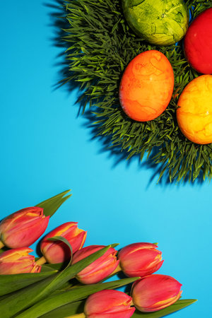 Boiled chicken painted eggs and tulips on green grass on a blue background. Top View.