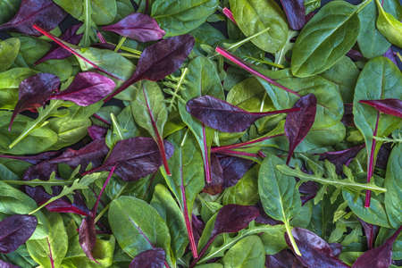 Various fresh, colorful lettuce leaves as background.の写真素材