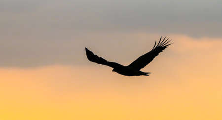Eagle in flight in a sunset skyの写真素材