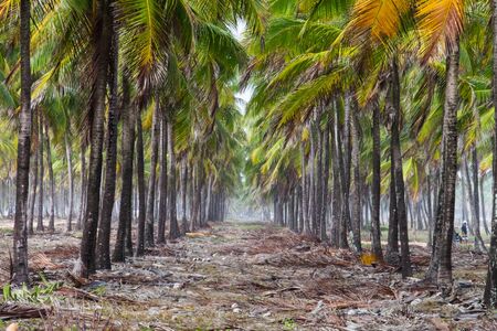 Big Coconut Tree Plantation in Maracaipe - Pernambuco, Brazilの写真素材