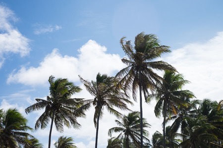 Tall coconut trees in Praia do Forte, Bahia, Brazil