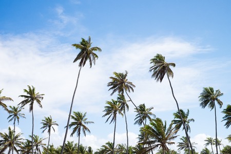 Tall coconut trees in Praia do Forte, Bahia, Brazilの写真素材