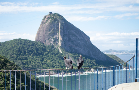 Vultures in front of Sugarloaf mountain viewed from a diferent angle, Rio de Janeiro, Brazilの写真素材
