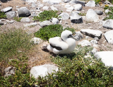 Cute atoba baby bird in Abrolhos archipelago, Bahia, Brazilの写真素材
