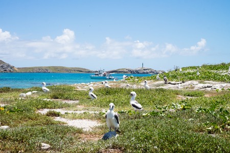 Resident population of cute atoba birds in Abrolhos archipelago, Bahia, Brazilの写真素材