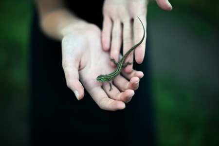 girl in black dress take a little green lizardの写真素材