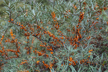 Branch with berries of sea buckthorn and green leaves on a backgroundの写真素材