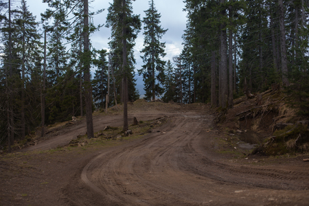 sandy road by pine forest Ukraineの写真素材