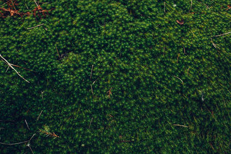 natural green background floraの写真素材