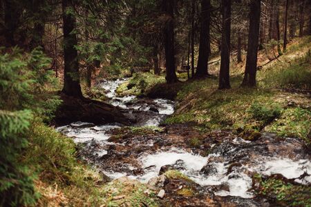 mountain stream in springの写真素材