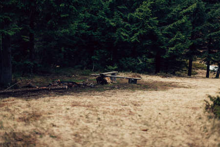 Forest of pine in the mountainsの写真素材