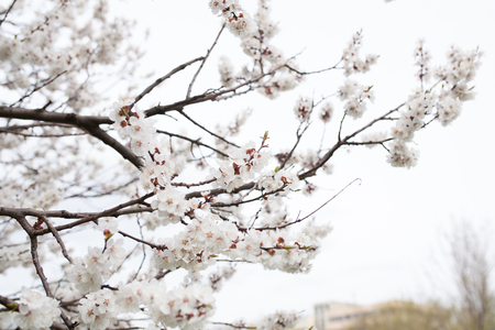 Blossom tree over nature background Spring flowers Spring Backgroundの写真素材