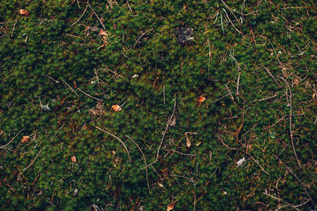 natural green background flora texture close upの写真素材