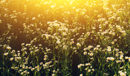 Spring field with wild pansies at sunrise. Meadow flower background with sunshine lightの写真素材