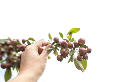 Reaching small apple from man arm isolatedの写真素材