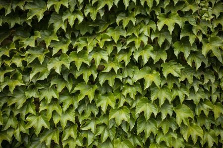 wild grape green wall background horizontal imageの写真素材