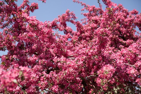 red, pink spring tree, blossoming. Cherry flowers background with skyの写真素材