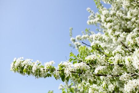 Blossom tree over nature background Spring flowers Spring Backgroundの写真素材