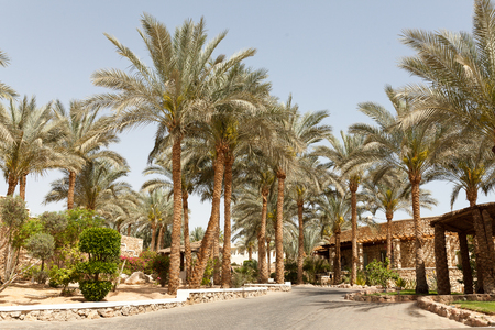 tropical luxury resort hotel Arab architecture with palm Summer timeのeditorial素材