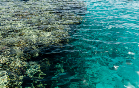 Undrewater reef on the red sea Egypt Close upの写真素材