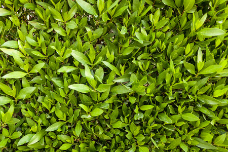 Green leaf wall background horizontal image close upの写真素材
