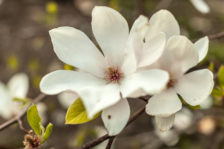 Beautiful close up magnolia flowers. Blooming magnolia tree in the spring. Selective focus.White light spring floral photo background No peopleの写真素材